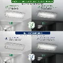 LP533520_03.webp